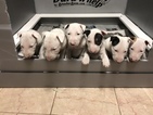 Small Photo #1 Bull Terrier Puppy For Sale in VIRGINIA BCH, VA, USA