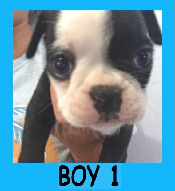 Medium Photo #1 Buggs Puppy For Sale in WITTMANN, AZ, USA