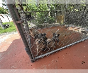 Australian Cattle Dog Litter for sale in ABBEVILLE, GA, USA