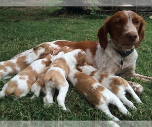 Brittany Litter for sale in NEWCASTLE, OK, USA
