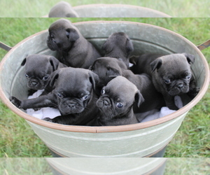 Pug Litter for sale in BROOKVILLE, OH, USA