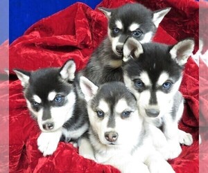 Siberian Husky Litter for sale in NORWOOD, MO, USA
