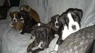 Boxer Litter for sale in KENNEWICK, WA, USA