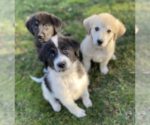 Great Pyrenees-Newfoundland Mix Litter for sale in REDDING, CA, USA