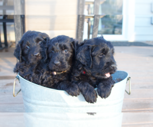 Goldendoodle Litter for sale in GOLDEN, CO, USA