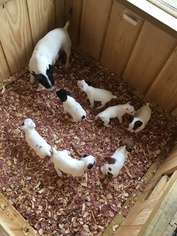 Jack Russell Terrier Litter for sale in REBERSBURG, PA, USA