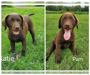 Labrador Retriever Litter for sale in CATO, NY, USA