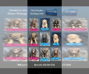 Goldendoodle Litter for sale in LAKESIDE, CA, USA