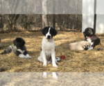 Small Photo #1 Anatolian Shepherd Puppy For Sale in CHANDLERVILLE, IL, USA