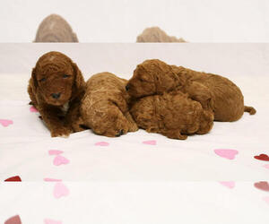 Goldendoodle (Miniature) Litter for sale in REPUBLIC, MO, USA