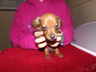 Dachshund Litter for sale in KINGSTON, WI, USA