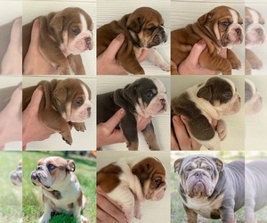English Bulldog Litter for sale in RATHDRUM, ID, USA