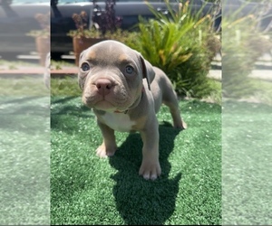 American Bully Litter for sale in SAN JACINTO, CA, USA