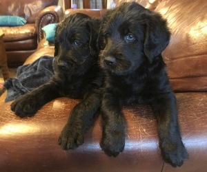 Double Doodle Litter for sale in MINCO, OK, USA