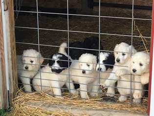 Pyredoodle Litter for sale in PAULDING, OH, USA
