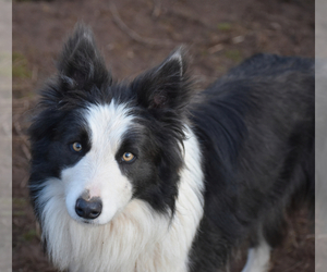 Border Collie Litter for sale in MOSIER, OR, USA