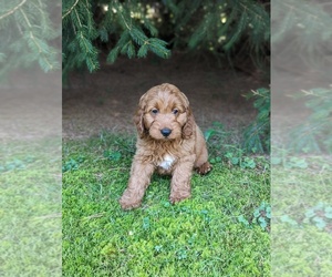 Goldendoodle (Miniature) Litter for sale in FRESNO, OH, USA