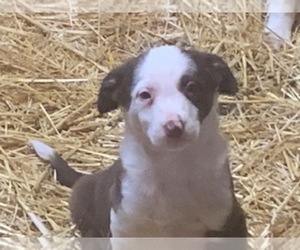 Border Collie Litter for sale in WILLISTON, ND, USA