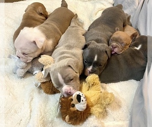 American Bully Litter for sale in JAMAICA, NY, USA