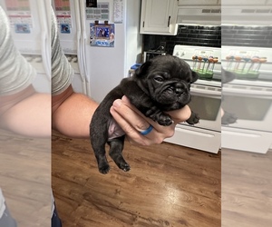 French Bulldog Litter for sale in LAUREL, MS, USA