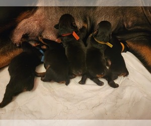 Rottweiler Litter for sale in TOLONO, IL, USA