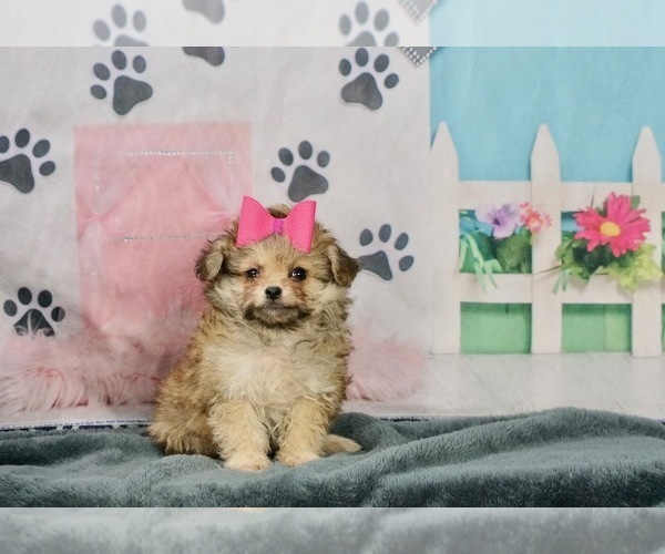 Medium Photo #1 Pom-A-Poo-Poodle (Toy) Mix Puppy For Sale in WARSAW, IN, USA