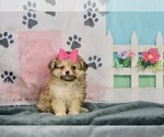 Small Photo #1 Pom-A-Poo-Poodle (Toy) Mix Puppy For Sale in WARSAW, IN, USA