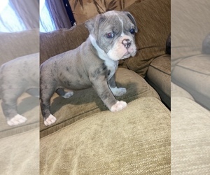 Olde English Bulldogge Litter for sale in ELYRIA, OH, USA