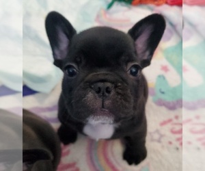 French Bulldog Litter for sale in HENDERSON, CO, USA