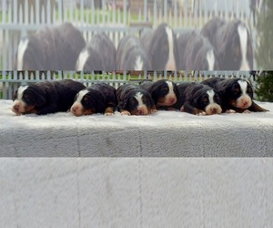 Bernese Mountain Dog Litter for sale in FRYTOWN, IA, USA