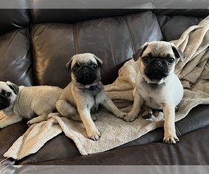 Pug Litter for sale in CHATTANOOGA, TN, USA