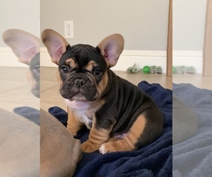 French Bulldog Litter for sale in WOODLAND, CA, USA
