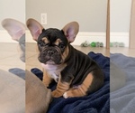 Small Photo #1 French Bulldog Puppy For Sale in WOODLAND, CA, USA