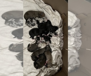 Australian Shepherd-Great Dane Mix Litter for sale in SELAH, WA, USA