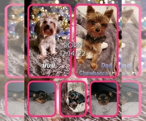 Yorkshire Terrier Litter for sale in MERCED, CA, USA