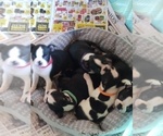 Small Photo #1 Boston Terrier Puppy For Sale in KENDALLVILLE, IN, USA