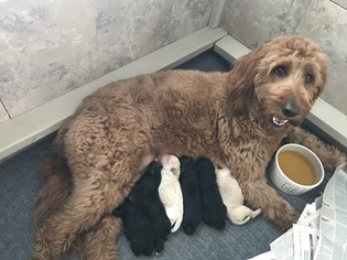 Goldendoodle Litter for sale in BARSTOW, CA, USA