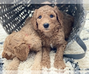 Poodle (Standard) Litter for sale in SIMPSONVILLE, SC, USA