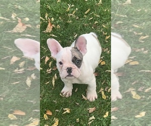 French Bulldog Litter for sale in ERIE, PA, USA