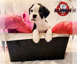 Boxer Litter for sale in BAY SHORE, NY, USA