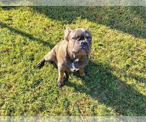 French Bulldog Litter for sale in PEARLAND, TX, USA