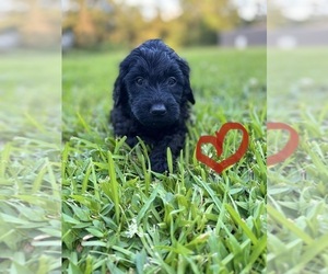 Goldendoodle-Poodle (Standard) Mix Litter for sale in PONCHATOULA, LA, USA
