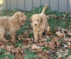 Goldendoodle Litter for sale in BUFFALO, MO, USA