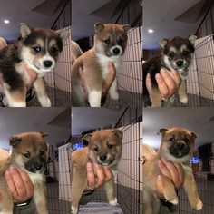 Shiba Inu Litter for sale in INVER GROVE HEIGHTS, MN, USA