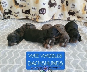Dachshund Litter for sale in WALLACE, CA, USA
