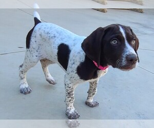 German Shorthaired Pointer Litter for sale in MERIDIAN, ID, USA
