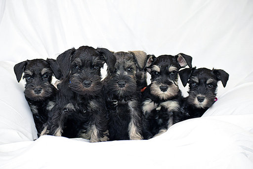 Medium Photo #1 Schnauzer (Miniature) Puppy For Sale in GRAND BLANC, MI, USA