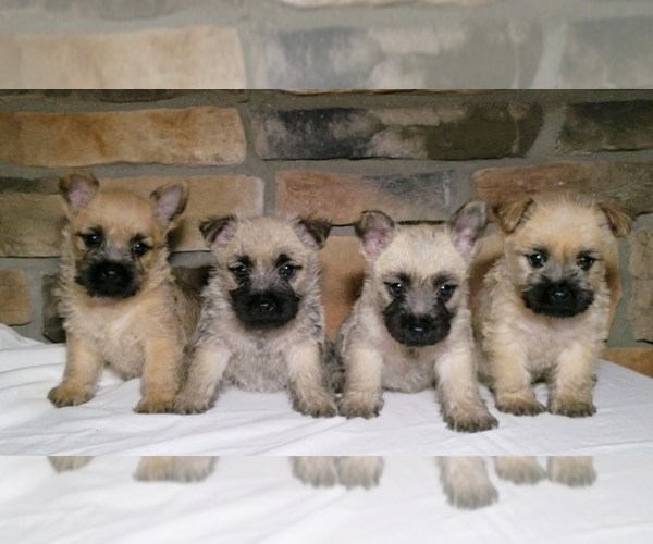 Medium Photo #1 Cairn Terrier Puppy For Sale in SUGARCREEK, OH, USA