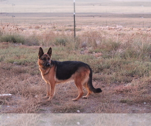 German Shepherd Dog Litter for sale in WESTCLIFFE, CO, USA