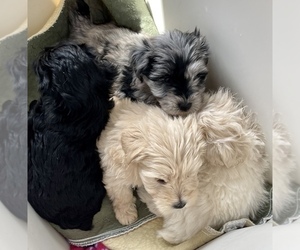 Schnauzer (Miniature) Litter for sale in PFLUGERVILLE, TX, USA